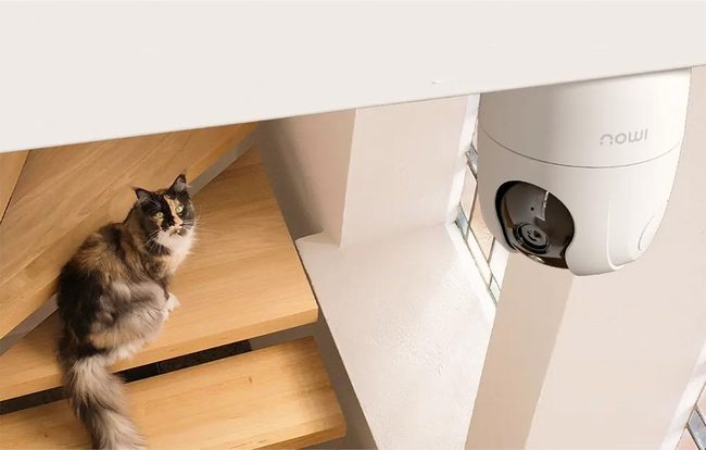 Котка на дървена стълба, гледана от камера на тавана